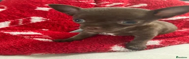 Chihuahua Puppy 1