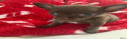 Chihuahua dogs for sale: Beautiful chocolate smooth coat chihuahua  in Middlesbrough - Advert 1