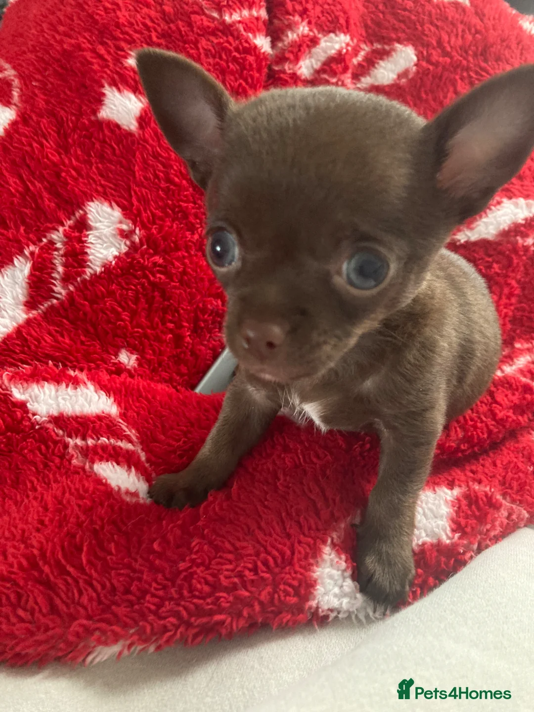 Chihuahua dogs for sale: Beautiful chocolate smooth coat chihuahua  in Middlesbrough - Advert 1