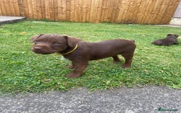 Patterdale Terrier dogs for sale: ⭐️PATTERDALE TERRIER PUPPIES  - Image 1