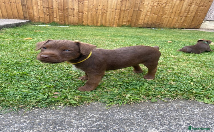 Patterdale Terrier dogs - Advert 3
