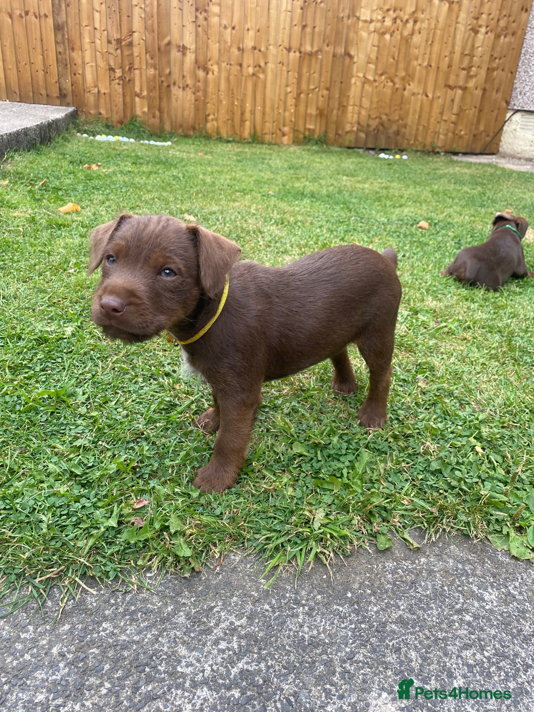 Patterdale Terrier dogs for sale: ⭐️PATTERDALE TERRIER PUPPIES  - Image 1