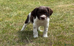 English Springer Spaniel dogs for sale: Lovely Well Bred KC English Springer Spaniels - Image 6