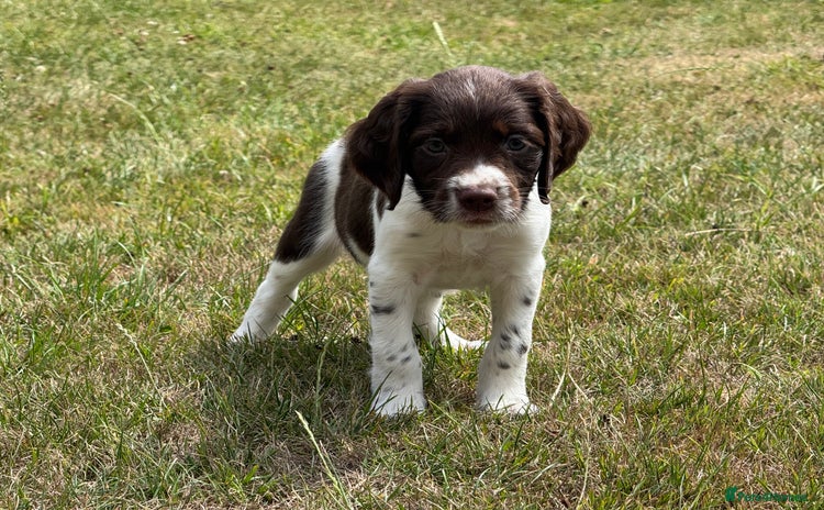 English Springer Spaniel dogs - Advert 2