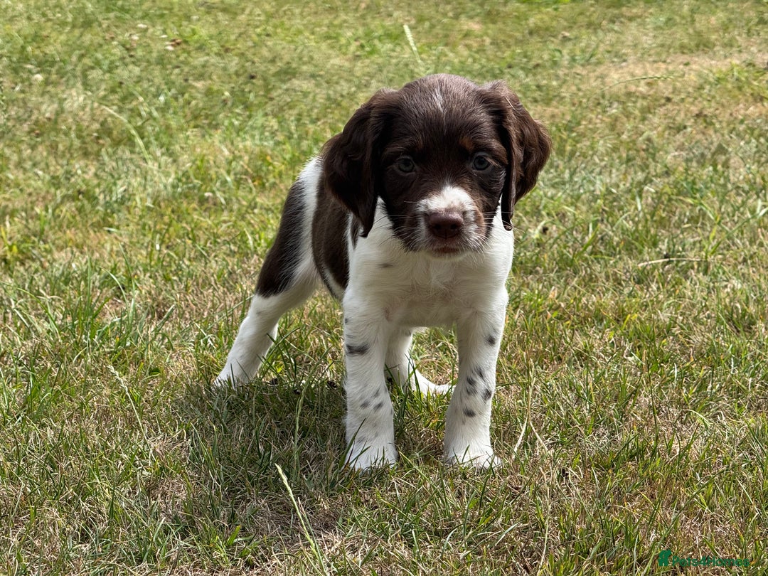 English Springer Spaniel dogs for sale: Lovely Well Bred KC English Springer Spaniels - Image 6