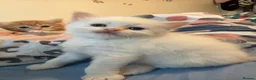 Persian cats for sale: Persian and British Shorthair Kittens  - Advert 2