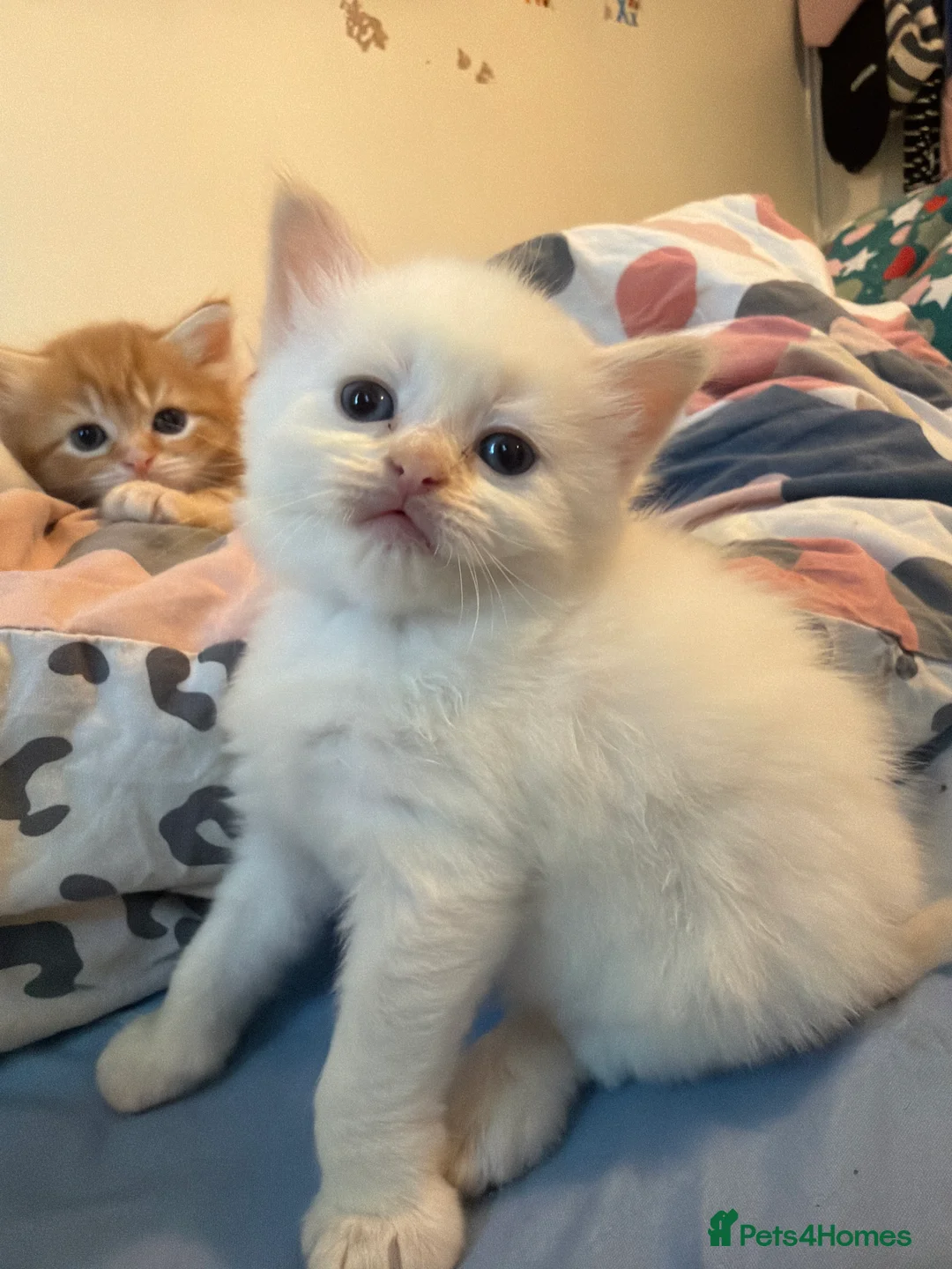 Persian cats for sale: Persian and British Shorthair Kittens  - Advert 2