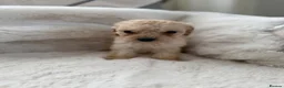 Cockapoo dogs for sale: Cockapoo F2 Puppies - Advert 12