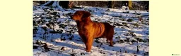 Golden Retriever dogs for sale: Beautiful dark red golden retriever puppies  - Advert 20