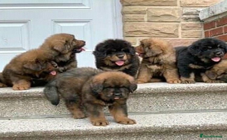 Tibetan Mastiff dogs - Advert 1