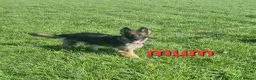 German Shepherd dogs for sale: beautiful German shepherd puppies in Halifax - Advert 4