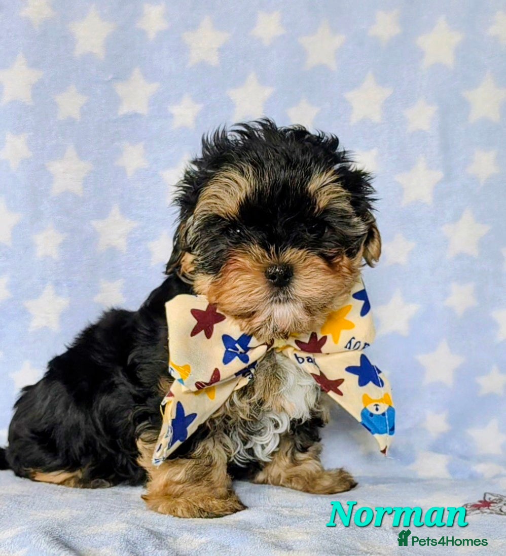 Yorkshire Terrier dogs 1 pup left Norman  - Advert 12