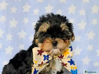 Yorkshire Terrier dogs 1 pup left Norman - Advert 12