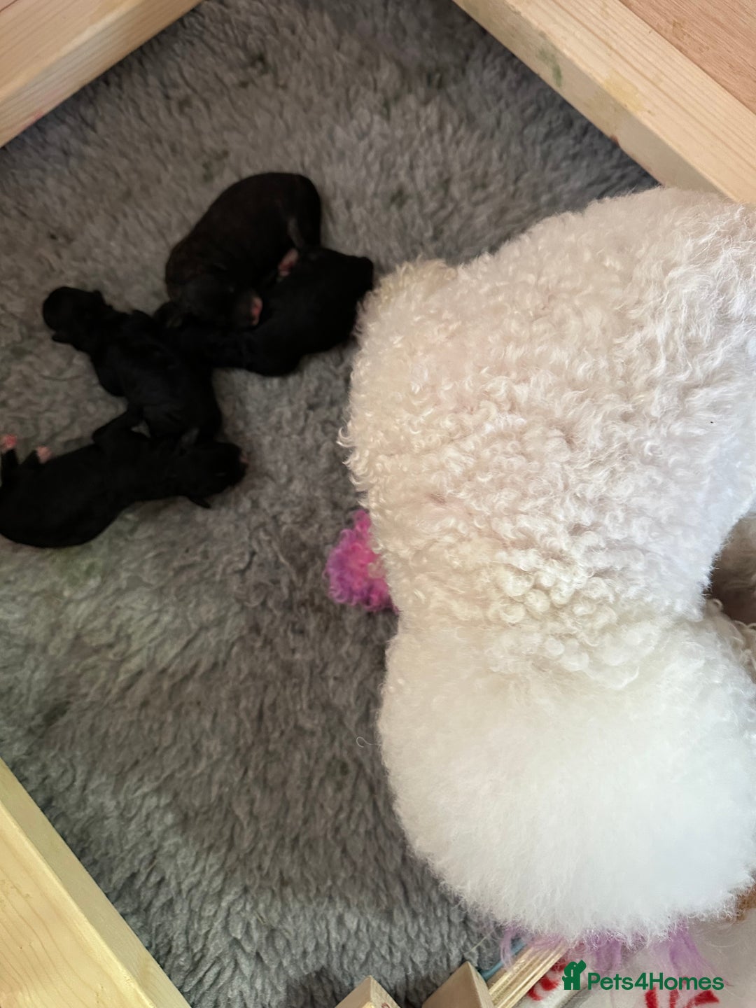 Poochon dogs for sale: Poochon puppies  - Image 8