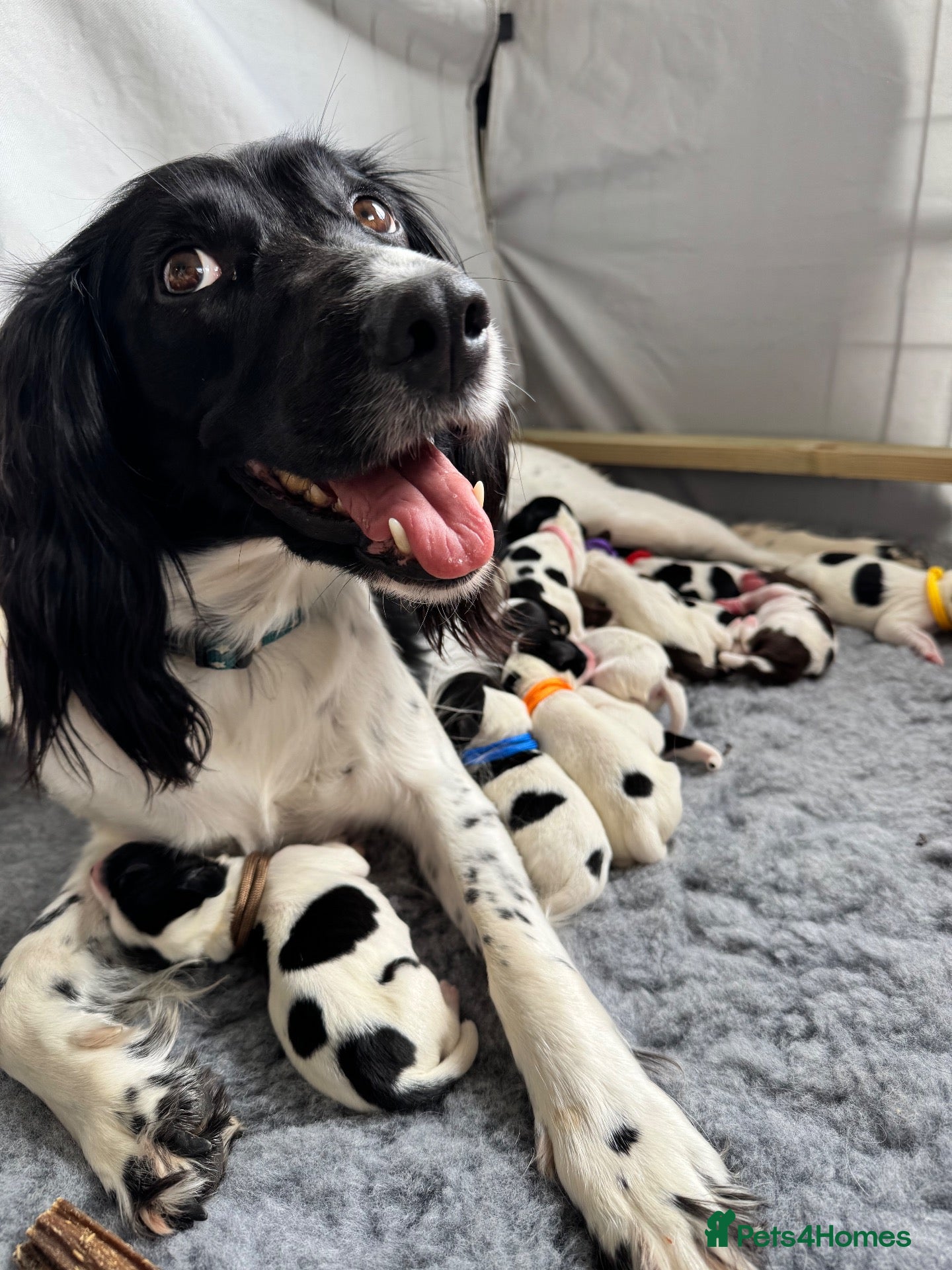 English Springer Spaniel dogs KC Champion bred Springer Spaniels - Advert 1