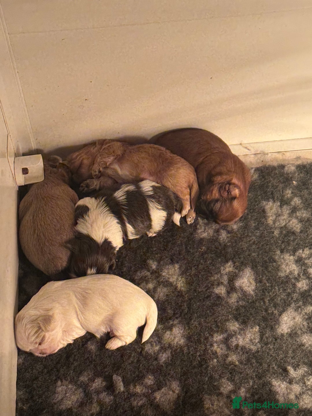 Shih Tzu dogs for sale: Imperial Shih-Tzu Puppies - Advert 6