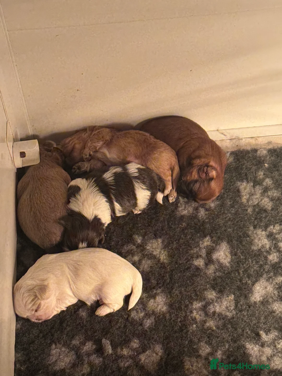 Shih Tzu dogs for sale: kc reg male Shih-Tzu - Advert 10