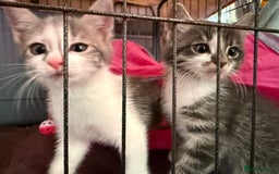 Mixed Breed cats for sale: 2 kittens available for their forever homes - Image 4