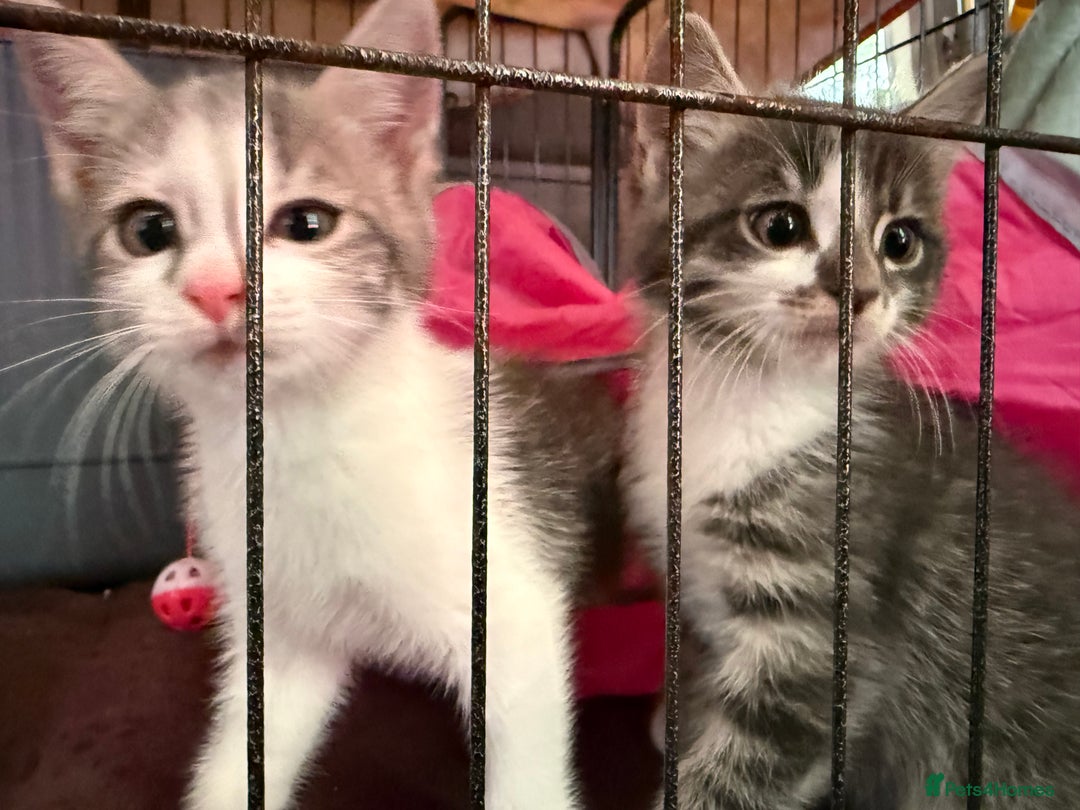 Mixed Breed cats for sale: 2 kittens available for their forever homes - Image 4