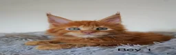 Maine Coon cats for sale: SHOW QUALITY GCCF MAINE COON KITTENS - Advert 2