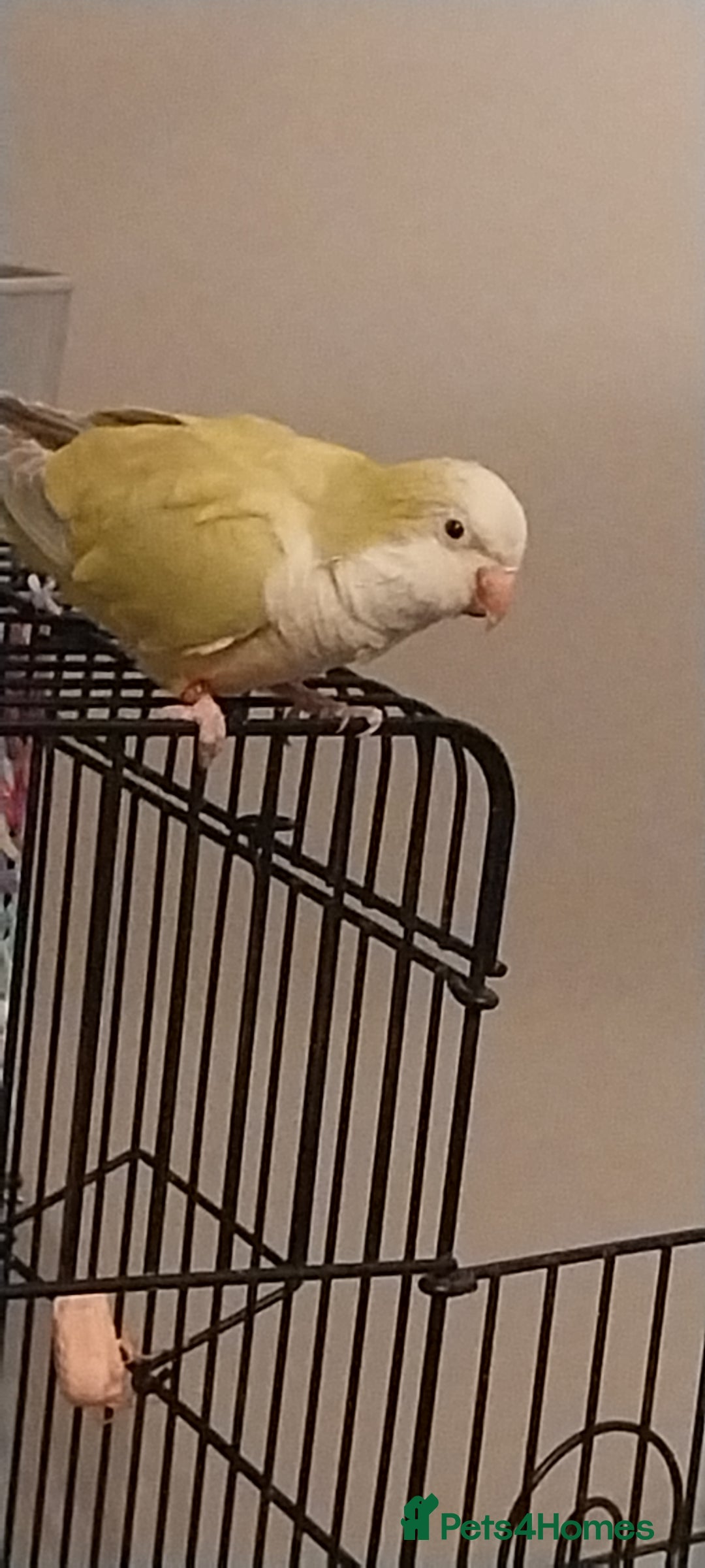 Parakeets birds for sale: Lime green Female quaker parrot - Advert 6