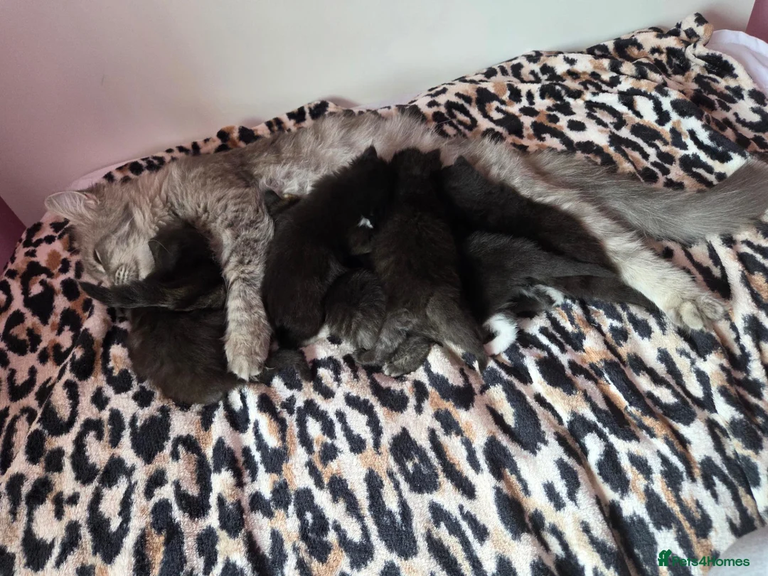 Perdoll cats for sale: Kittens  - Advert 1