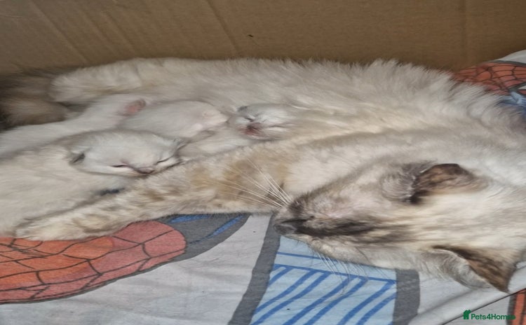 Ragdoll cats - Advert 19