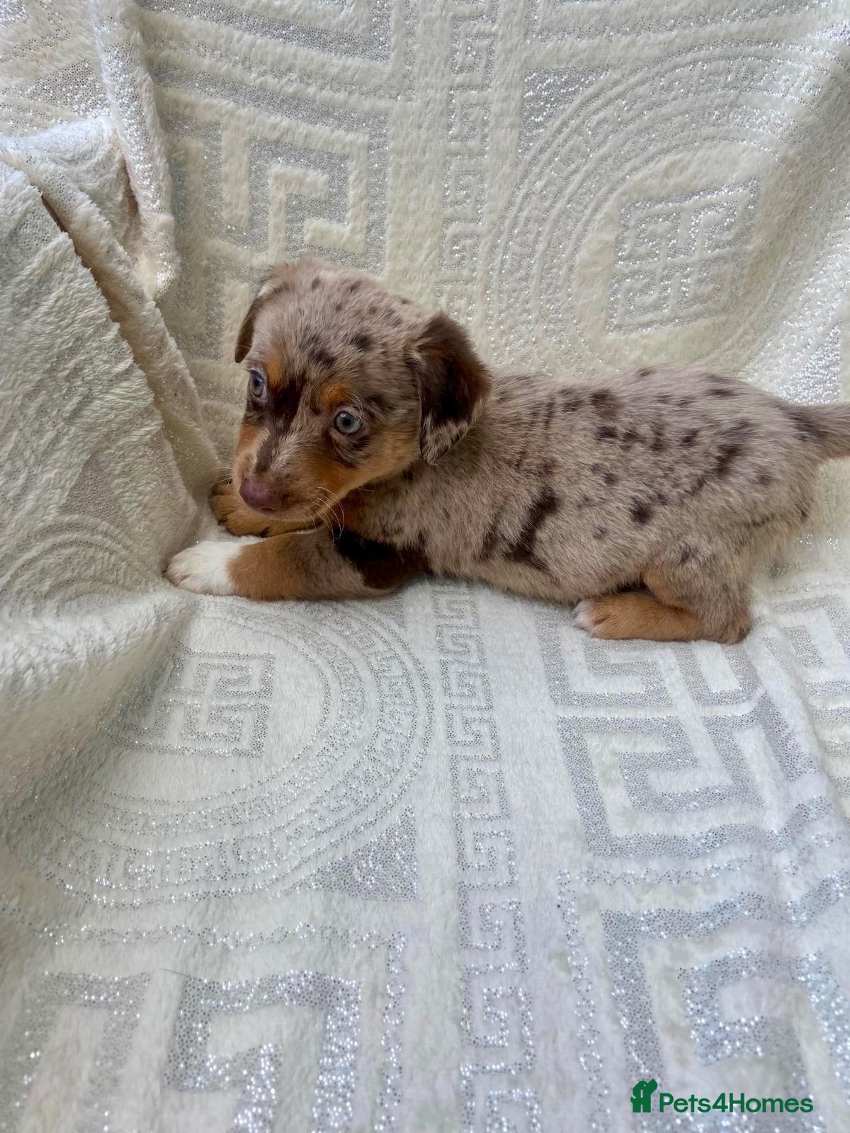 Mixed Breed dogs Stunning Jack Russell Pupps Merle, Chocolate & Red - Advert 2