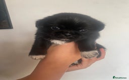 Mixed Breed dogs for sale: pugzu puppies for sale - Image 2