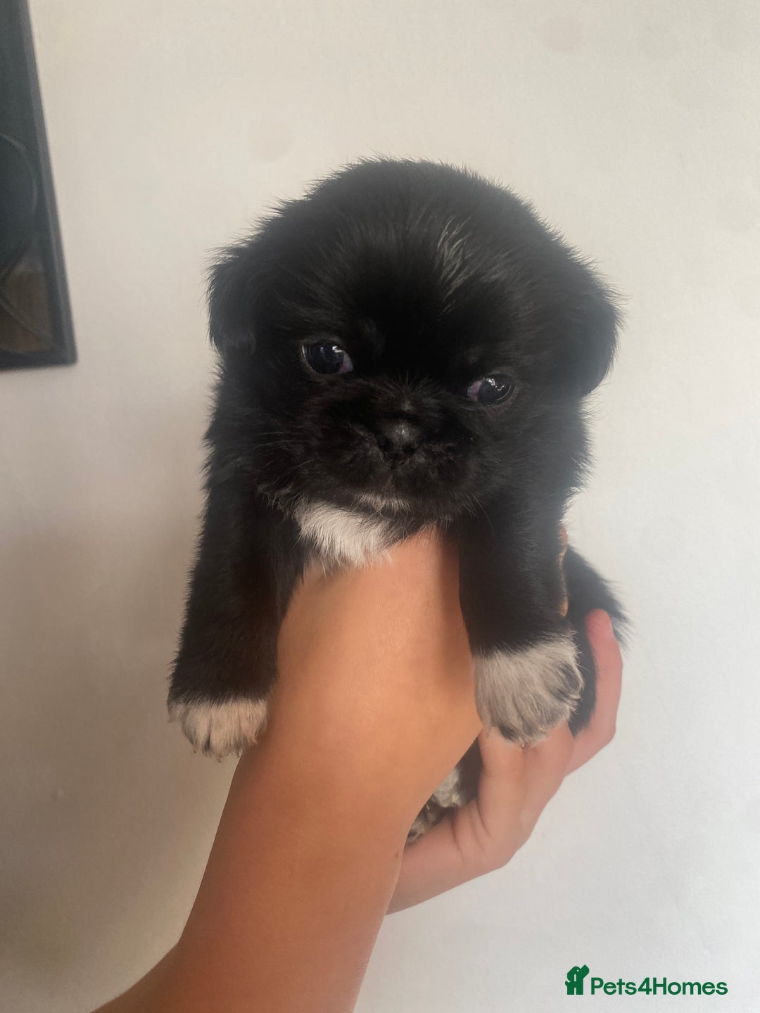 Mixed Breed dogs for sale: pugzu puppies for sale - Image 2
