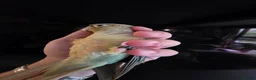 Conures birds for sale:  Hand readed Mooncheek Conure with Full Setup  in Montacute - Advert 13