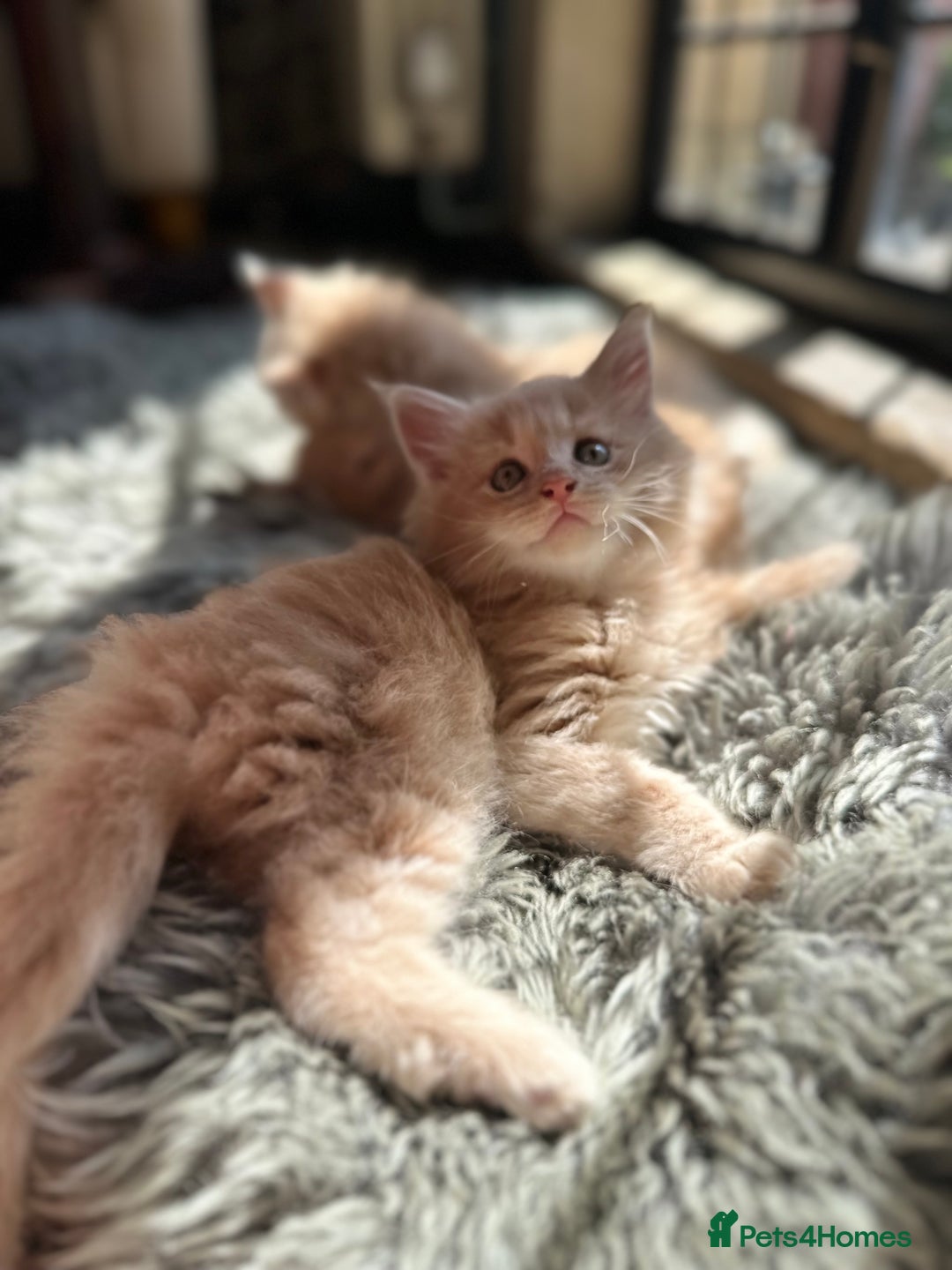 Maine Coon cats for sale: TICA registered pedigree Maine Coon kittens  - Image 8