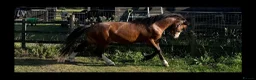 Welsh Section A horses for sale: Flashy Welsh Section A Colt in Market Rasen - Advert 2