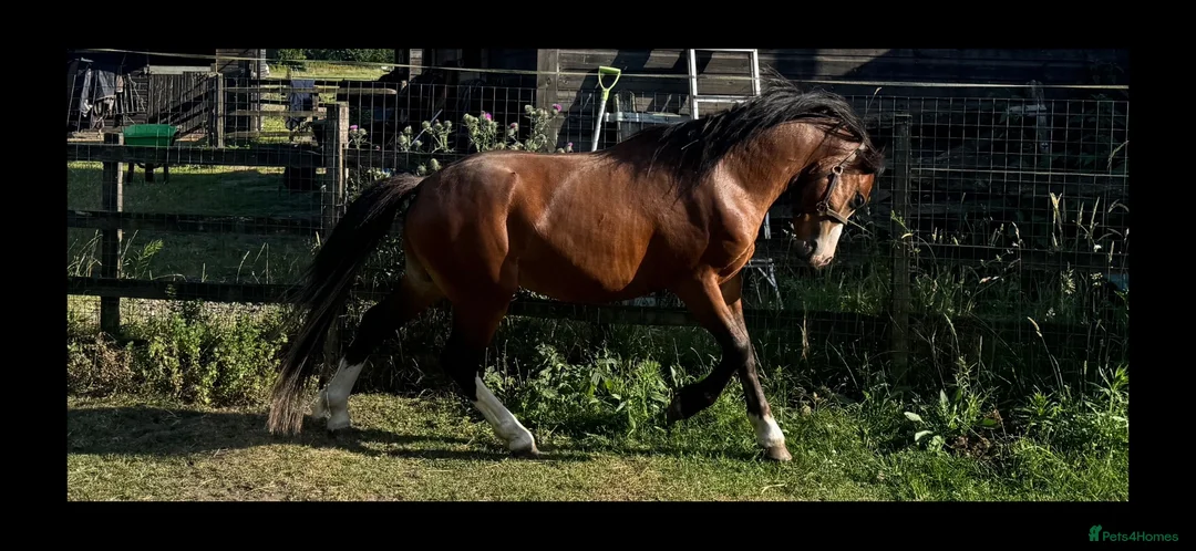 Welsh Section A horses for sale: Flashy Welsh Section A Colt in Market Rasen - Advert 2
