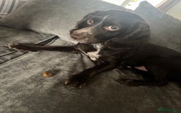 Sprocker dogs for sale: 2 year old Sprocker  - Image 2