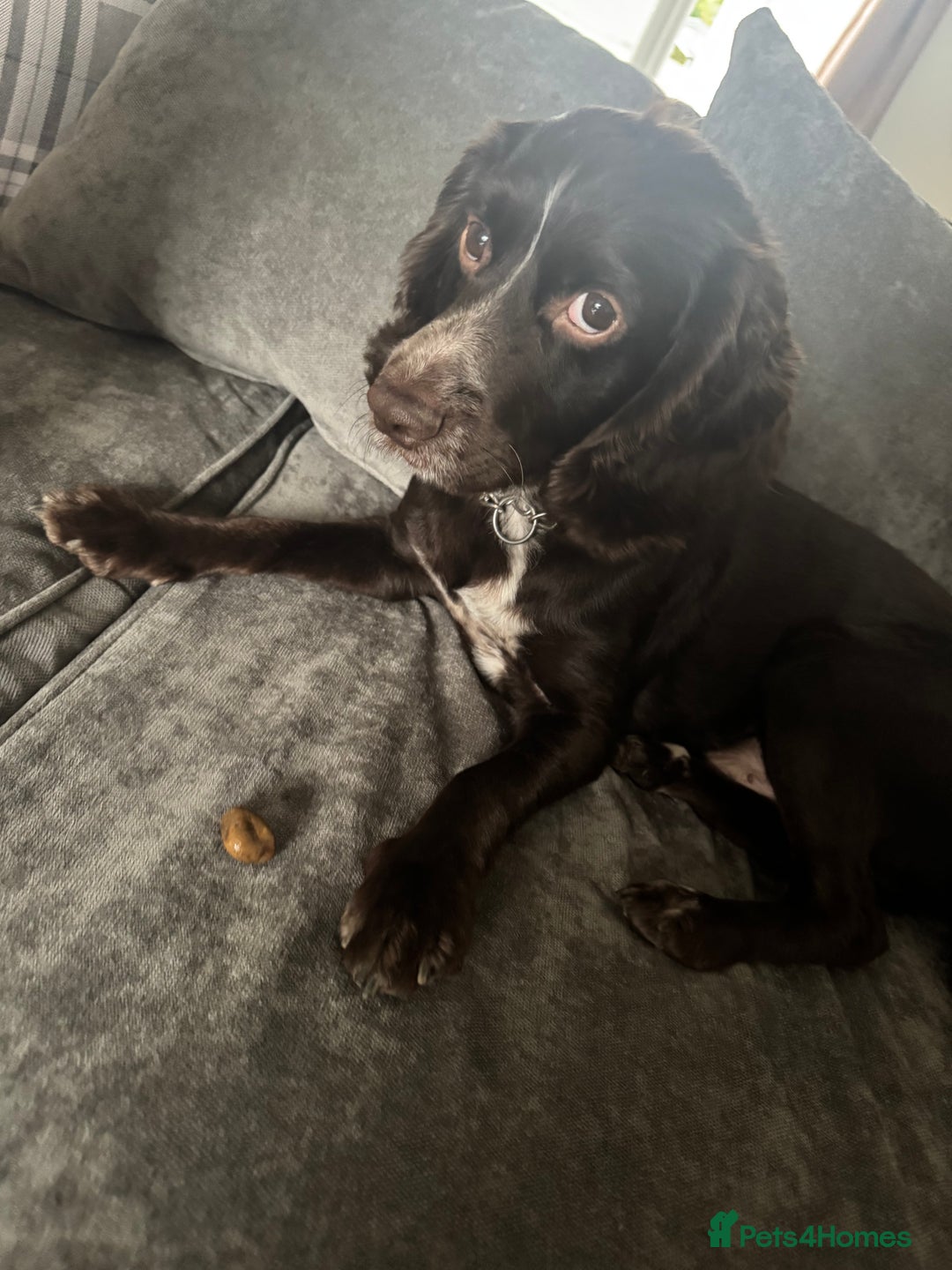Sprocker dogs for sale: 2 year old Sprocker  - Image 2
