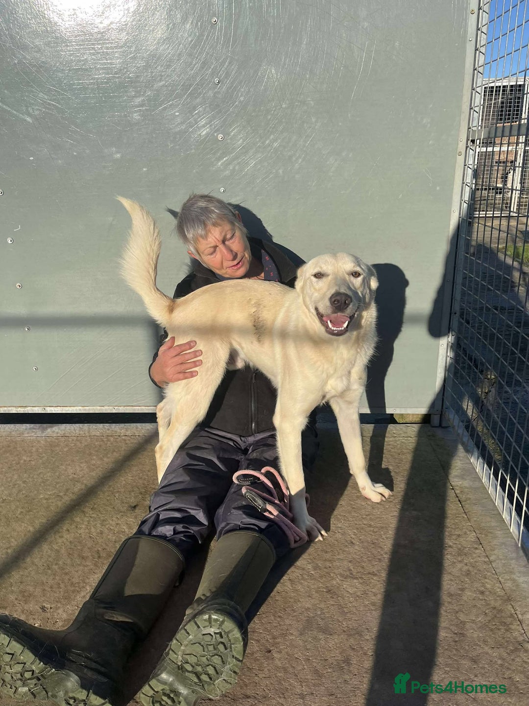 Mixed Breed dogs for adoption: ARGOS - Advert 2