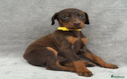 Dobermann dogs for sale: Kc Reg.European Blood lines Doberman Puppies - Image 5