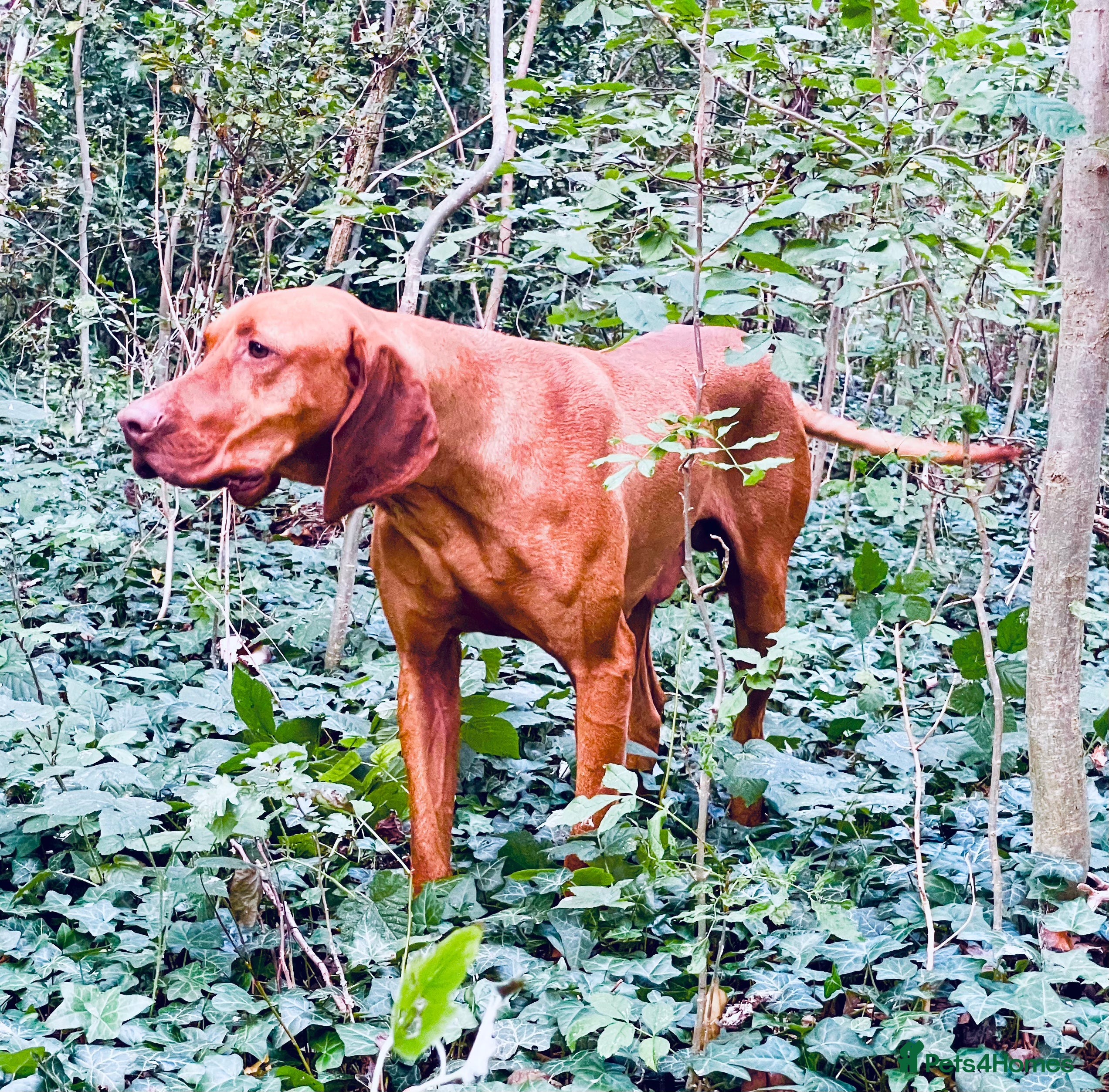 Hungarian Vizsla dogs The famous HJ Champion  Johnnie Walker at stud in Loughborough - Advert 6