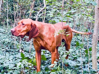 Hungarian Vizsla dogs in Loughborough - Advert 1