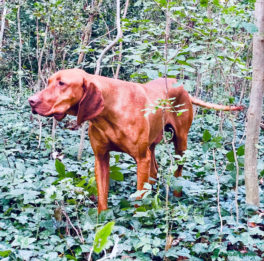 Hungarian Vizsla dogs for stud: The famous HJ Champion  Johnnie Walker at stud in Loughborough - Advert 1