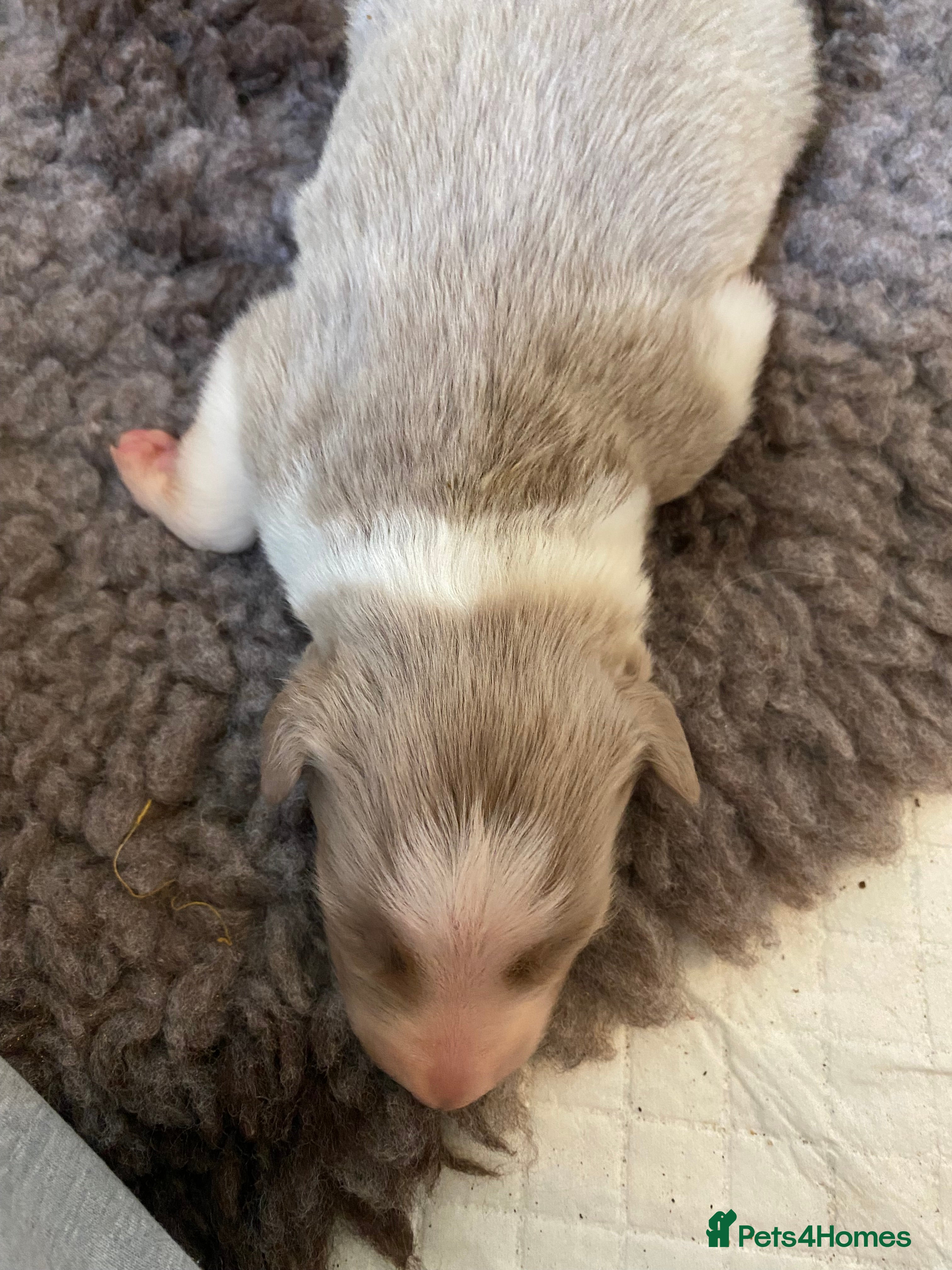 Border Collie dogs Stunning collie pups - Advert 2