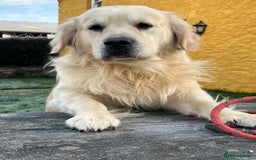 Golden Retriever dogs for sale: KC, Extensively Health tested Parents. Snow white - Image 20