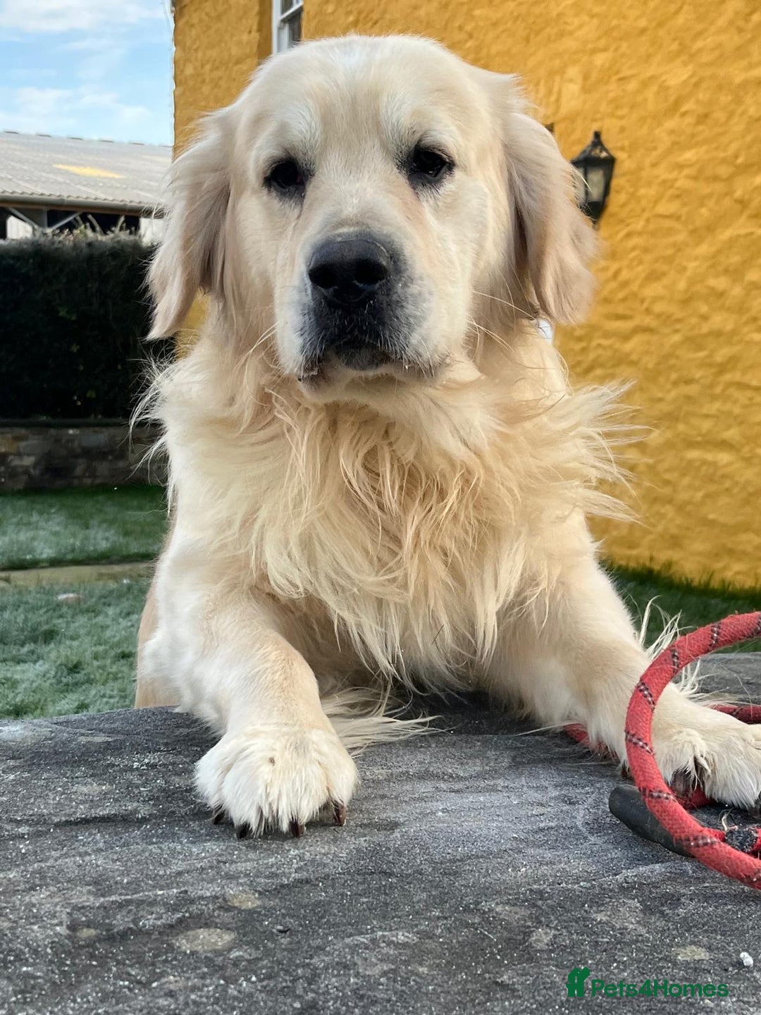 Golden Retriever dogs for sale: KC, Extensively Health tested Parents. Snow white - Image 20