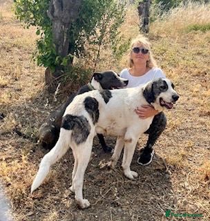 Mixed Breed dogs Meet Danny ❤️ - Advert 4