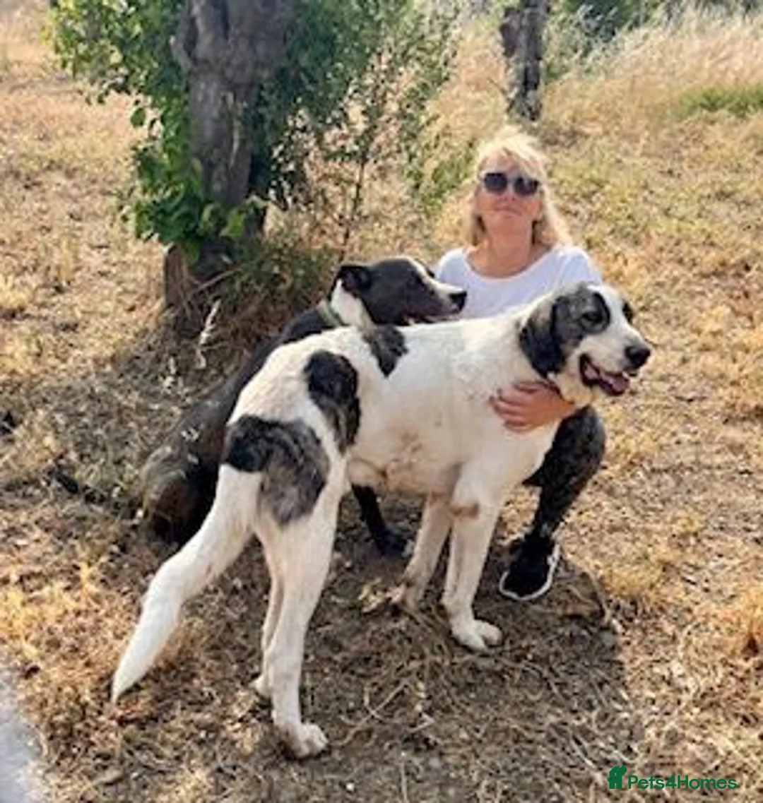 Mixed Breed dogs for adoption: Meet Danny ❤️ - Advert 1