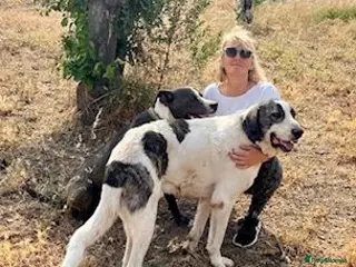 Mixed Breed dogs Meet Danny ❤️ - Advert 1