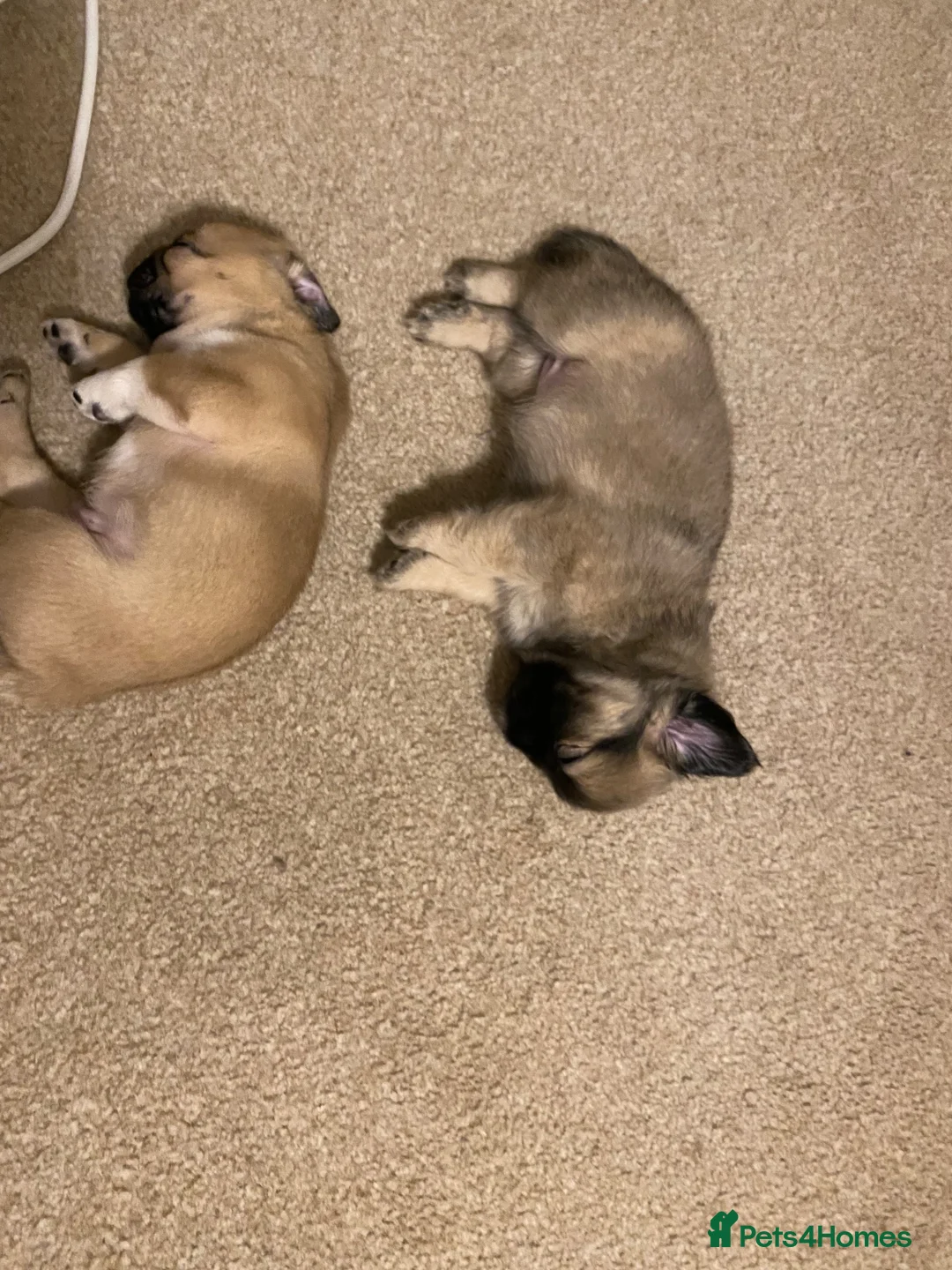 Mixed Breed dogs for sale: Pug Tzu puppies 🐶  in London - Advert 14