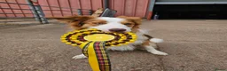 Border Collie dogs for stud: Stunning Blue Eyed Red Merle BorderCollie for Stud - Advert 16
