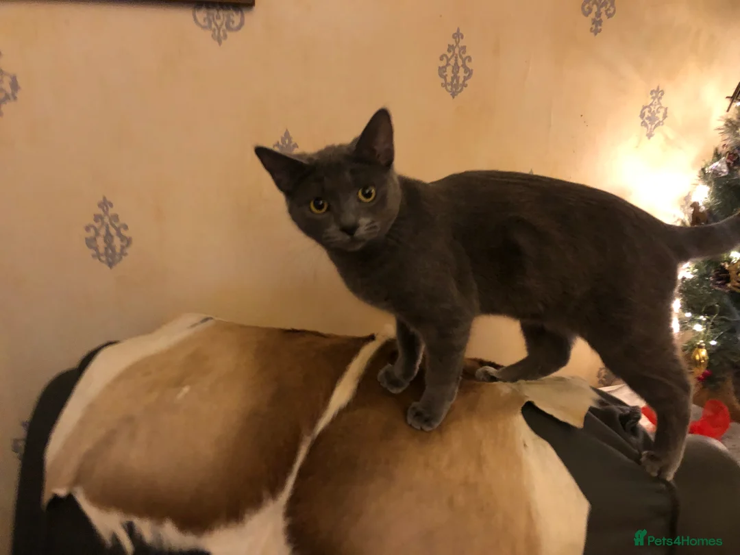 Russian Blue cats for sale: Russian blue female - Advert 3